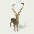 Golden Standing Stag Cast Bronze Animal Statue on a white background